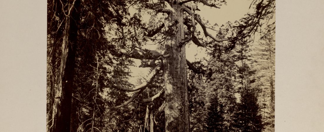 The Grizzly Giant with a group on hunters at the foot of the Tree, Mariposa Grove, Yosemite
